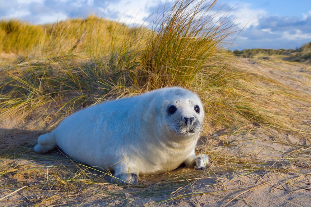 HY1WGJ Grey seal (Halichoerus grypus) pups on Norfolk Beach, England, UK, December.